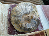 Ammonites fósil.