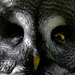Marwell Zoo Great Grey Owl  XT1 300mm