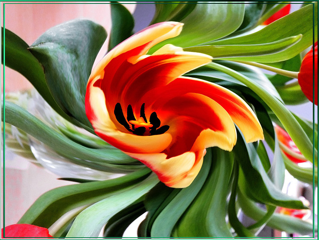 Tulpe im Strudel.  ©UdoSm