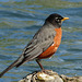 American Robin down by the river