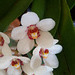 closer view of orchids