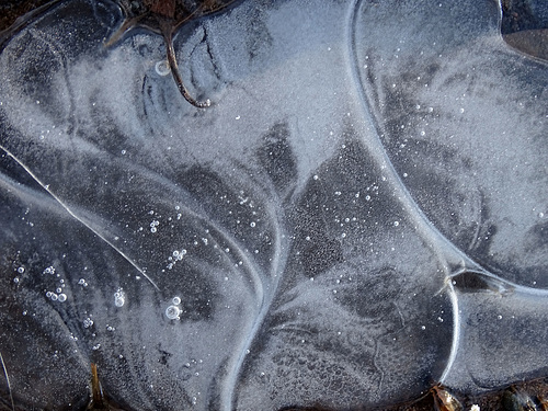 Ice leaf
