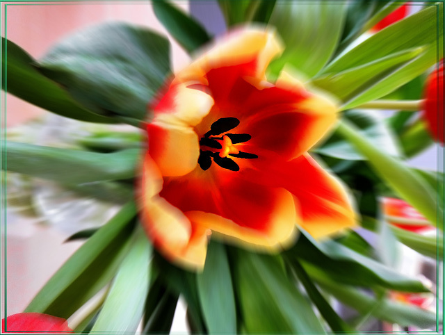 Tulpe mit Zoom auf das Zentrum.  ©UdoSm