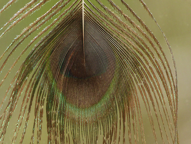 Day 6, Peacock feather, Tadoussac