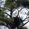Bald eagle sitting on nest