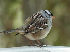 Day 6, White-crowned Sparrow, Tadoussac