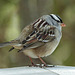 Day 6, White-crowned Sparrow, Tadoussac