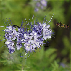 Biene mal kleiner als Fliege