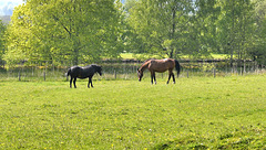 Horses by the canal.