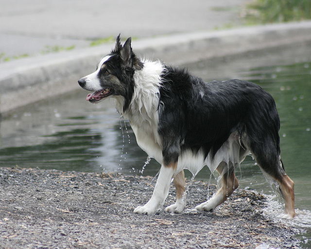 chien mouillé/wet dog