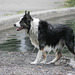 chien mouillé/wet dog