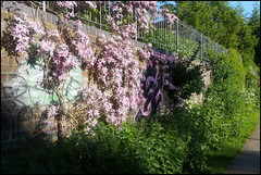 clematis on the canalside wall