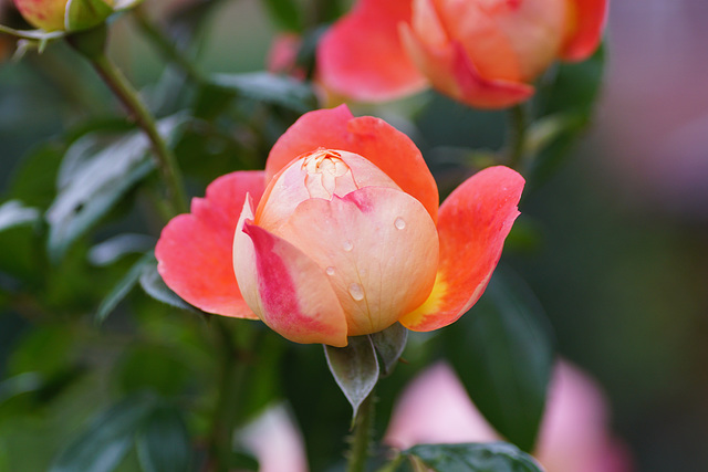Rosenblüte mit Regentropfen