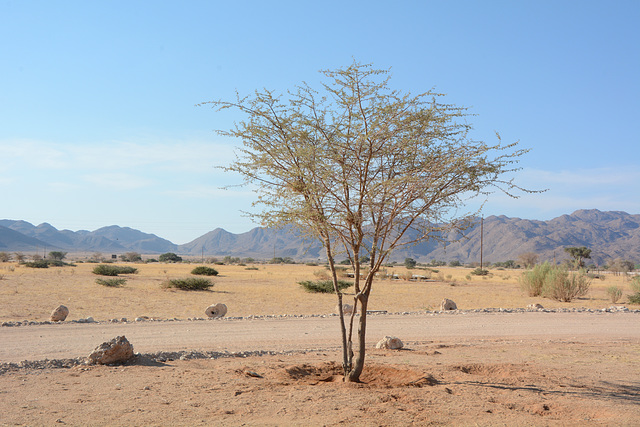 The Desert of Namib, There are Too Few Trees