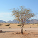 The Desert of Namib, There are Too Few Trees
