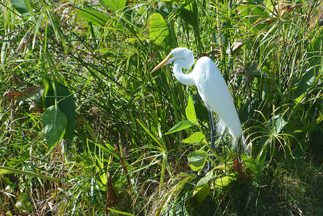 Dominican Republic, The Great Egret