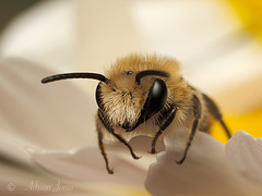 Solitary Bee