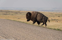 bison crossing