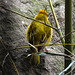 20200301 6520CPw [D~MS] Genickbandweber (Ploceus castaneiceps), Zoo,  Münster