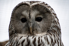 Ural owl2
