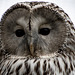 Ural owl2