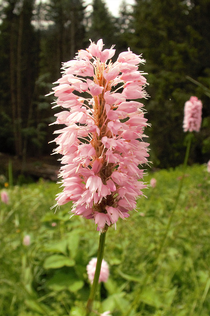 Renouée bistorte, Polygonacées, non loin du lac de Joux-Plane (Haute-Savoie, France)