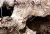 Braunschwarze Rossameise (Camponotus ligniperda)