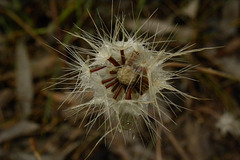 seed head of native daisy