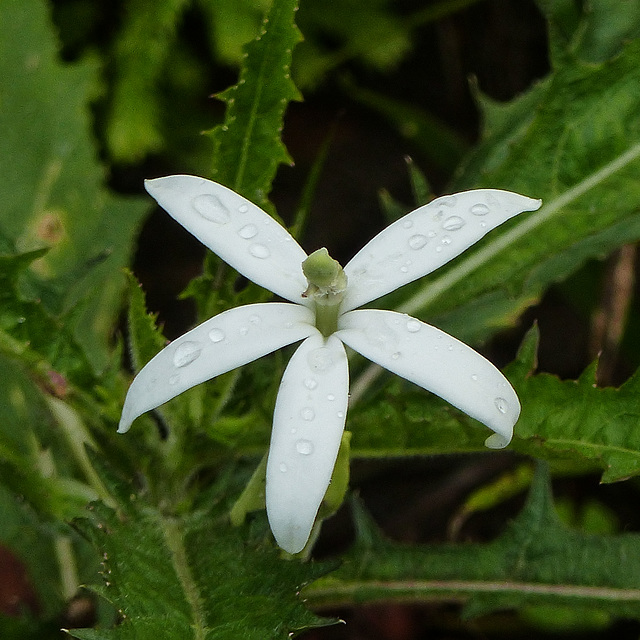 Star of Bethlehem / Hippobroma longiflora, on way to Brasso Seco, Trinidad