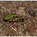 Tiger Beetles IMG_0798