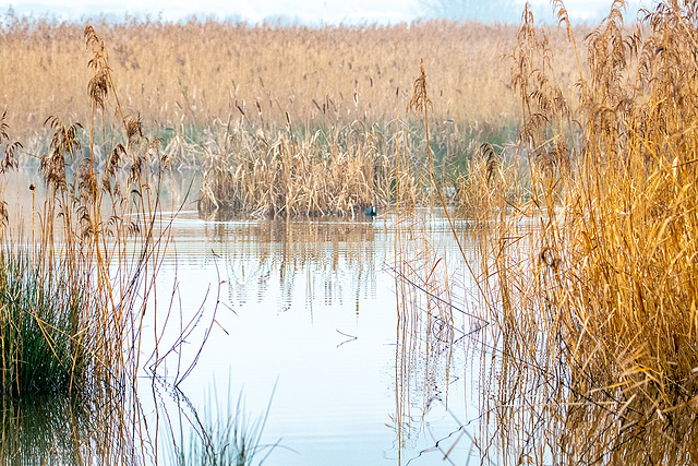 ipernity Burton wetlands by Maeluk