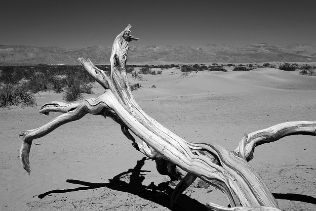 Death Valley, Trees