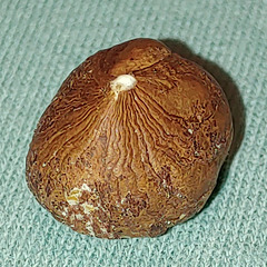 Nut Macro