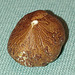 Nut Macro