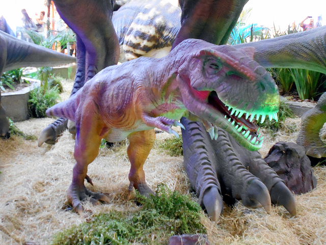 DSCN2779 - Tyrannosaurus rex, Theropoda