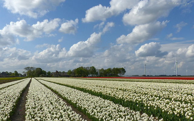 Tulips and nice Clouds in the Flevopolder, the Netherlands...