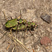 Tiger Beetles IMG_0798