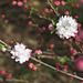 Flowering Almond ... and -- SPRING!