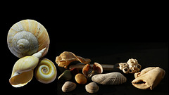 Muscheln und Schnecken / Shells and snails (PiP)