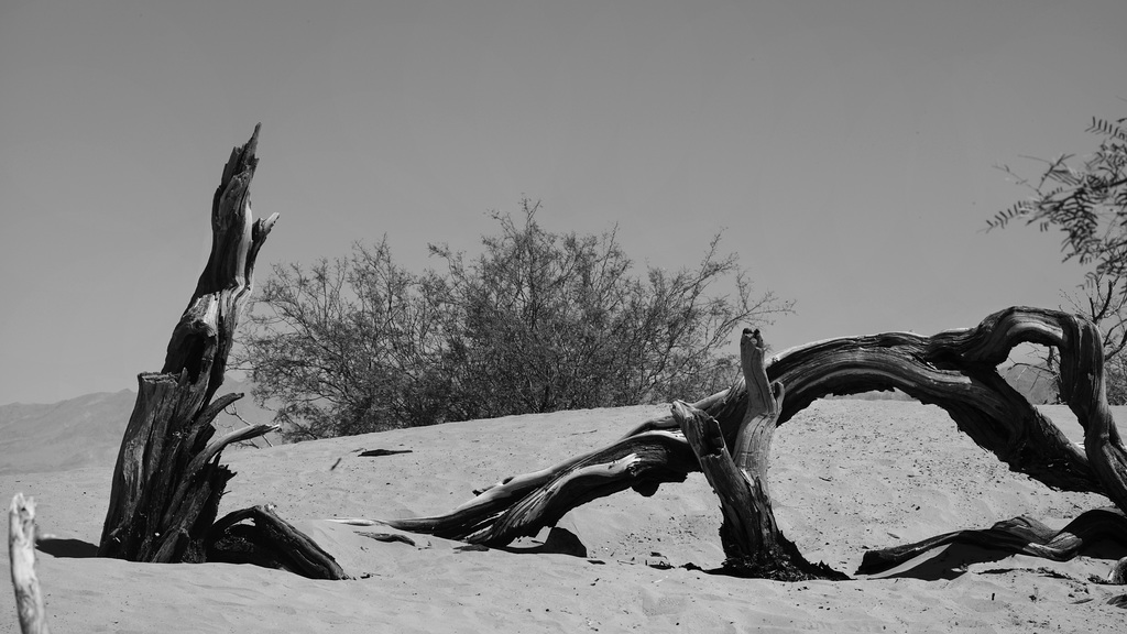 Death Valley, Trees  BW L1007653