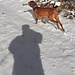 Happy Hound Dog Snowy Selfie Sunday