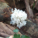 Unknown fungus #1