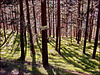 La pineta in val di Susa - strada Cotolivier