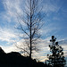 sunrise-tree-silhouette-01.15.19