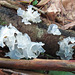 Unknown fungus #2
