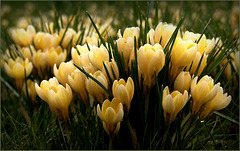 Yellow Crocuses, some of the first Signs of Spring...
