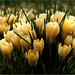 Yellow Crocuses, some of the first Signs of Spring...