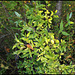 Ligustrum vulgare- Troène (3)