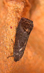 Moth IMG_1346