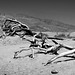 Death Valley, Trees  BW L1007652
